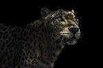 narelle-power-leopard.jpg