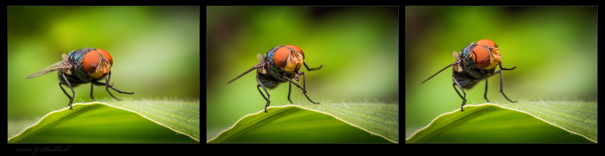 Zummeng Insect Zomg – avernus